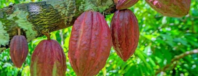 Le Ghana maintient son prix d’achat du cacao pour sa campagne 2021/2022