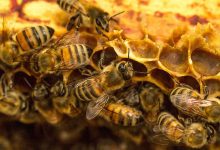 Burkina Faso : La filière apicole enregistre une bonne dynamique