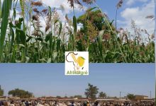 Burkina/Fusion Agriculture et Élevage : Il était temps