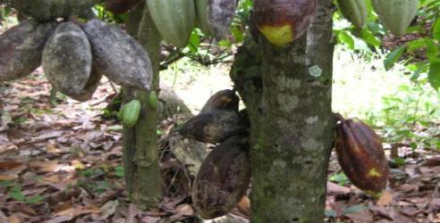 Cote d’Ivoire/Swollen shoot : 40 000 hectares supplémentaires de cacaoyers seront arrachés