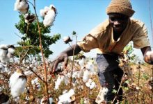 Campagne cotonnière 2021/22: Le Mali deviendra premier producteur de coton de la zone franc