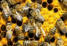 Ouganda : La thérapie au venin d’abeille vue comme un remède miracle