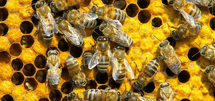 Ouganda : La thérapie au venin d’abeille vue comme un remède miracle