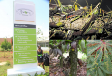 WAVE RCe: Un centre régional de lutte contre les maladies des plantes