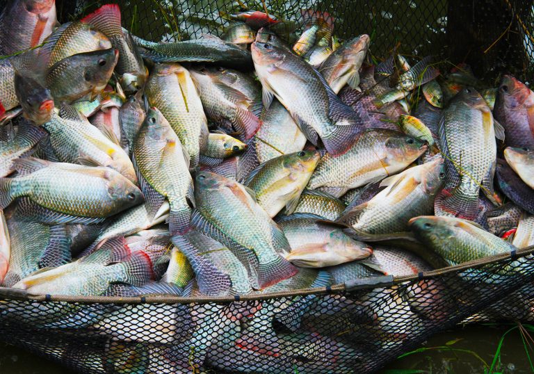 La Côte d’Ivoire ambitionne produire environ 500 milles tonnes de poisson  à l’horizon 2030