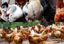 Aviculture: L’ITRA travaille sur le futur “poulet togolais”