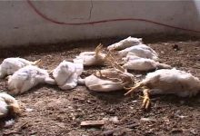Burkina Faso/Grippe aviaire: Des mesures annoncées pour accompagner les acteurs suite à la perte de 500 mille volailles