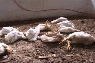 Burkina Faso/Grippe aviaire: Des mesures annoncées pour accompagner les acteurs suite à la perte de 500 mille volailles
