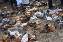 Burkina Faso/Région des cascades: une dizaine de fermes avicoles décimées par une maladie aviaire non identifiée
