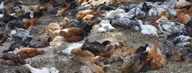 Burkina Faso/Région des cascades: une dizaine de fermes avicoles décimées par une maladie aviaire non identifiée