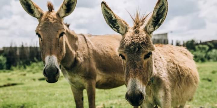 Tanzanie : Une nouvelle mesure  interdit l’abattage des ânes