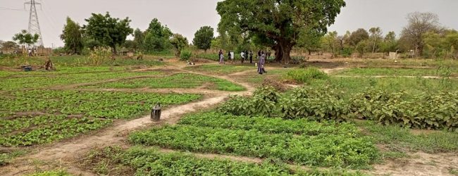 Burkina:10 milliards pour dynamiser la campagne agricole de saison humide 2022-2023