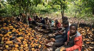 CEDEAO : l’OIT obtient 4 millions $ pour soutenir la lutte contre le travail infantile dans l’agriculture