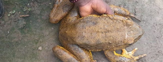 Espèces menacées : le combat d’un Camerounais pour sauver la grenouille goliath