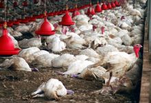 Sénégal : A quelques jours de l’Aïd el-Fitr, une pénurie de poulets se profile à l’horizon