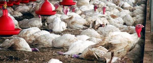 Sénégal : A quelques jours de l’Aïd el-Fitr, une pénurie de poulets se profile à l’horizon