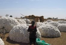 Transformation des matières premières : L’or blanc ne brille pas pour les Burkinabè
