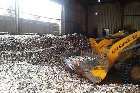 En Afrique de l’Ouest, des usines de farine et huile de poisson entrainent une dangereuse surpêche côtière (rapport)