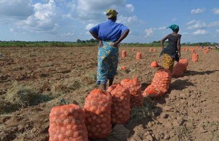 Au Cameroun, Jangolo permet d’acheter des produits agricoles directement chez les exploitants