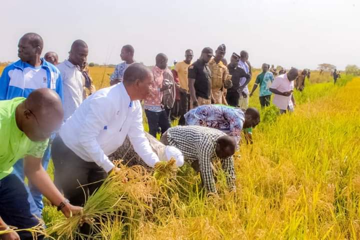 Burkina Faso : Les ministres font la récolte de leurs champs de riz