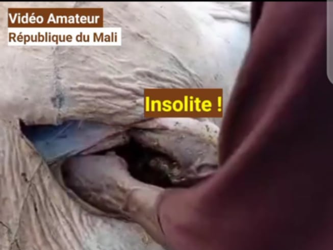 #Insolite: République du #Mali: plus de 30 kg de #sachets #plastiques extraits de l'estomac d'un bœuf