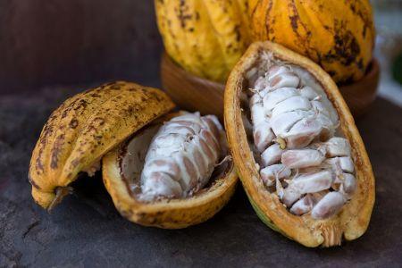 Côte d’Ivoire : la récolte de cacao pourrait augmenter de près de 25 % en 2024/2025